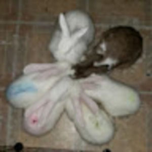 Meet your Posher, Mzc